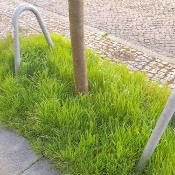 Bewässerung Baumscheibe IM NORDEN GmbH