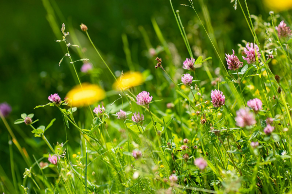 Gartenpflege